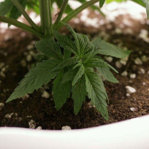 Lestrange #1 growlog photo: Hoy realizamos el trasplante a maceta definitiva de 7 L 500 ml turba rubia 2, tierra negra 1, perlita 1, humus de lombriz 1/5, sustrato quedó a ph 5.8, ec 2.3, pulverizamos el sustrato con ph 5.9 y 0.4 ec 
