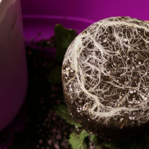Lestrange #1 growlog photo: Hoy realizamos el trasplante a maceta definitiva de 7 L 500 ml turba rubia 2, tierra negra 1, perlita 1, humus de lombriz 1/5, sustrato quedó a ph 5.8, ec 2.3, pulverizamos el sustrato con ph 5.9 y 0.4 ec 