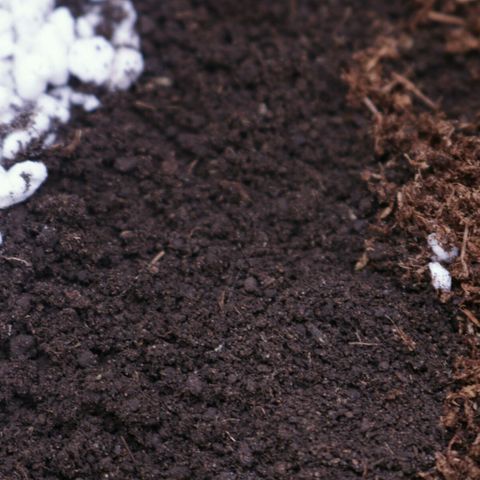 Lestrange #1 growlog photo: Hoy realizamos el trasplante a maceta definitiva de 7 L 500 ml turba rubia 2, tierra negra 1, perlita 1, humus de lombriz 1/5, sustrato quedó a ph 5.8, ec 2.3, pulverizamos el sustrato con ph 5.9 y 0.4 ec 