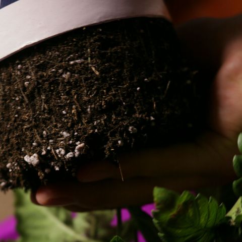 Lestrange #1 growlog photo: Hoy realizamos el trasplante a maceta definitiva de 7 L 500 ml turba rubia 2, tierra negra 1, perlita 1, humus de lombriz 1/5, sustrato quedó a ph 5.8, ec 2.3, pulverizamos el sustrato con ph 5.9 y 0.4 ec 