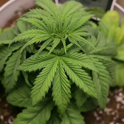 Lestrange #1 growlog photo: La luz está a 18 pulgadas hasta la canopia