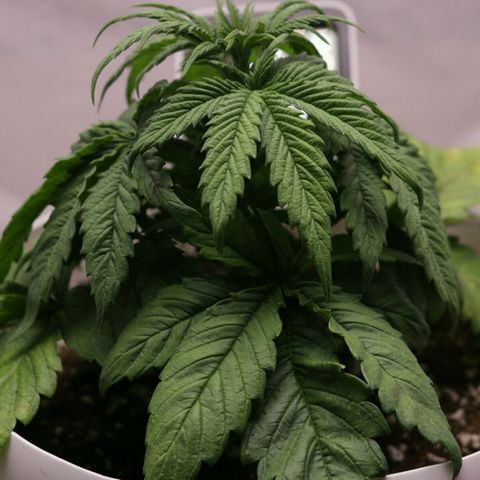 Lestrange #1 growlog photo: La luz está a 18 pulgadas hasta la canopia