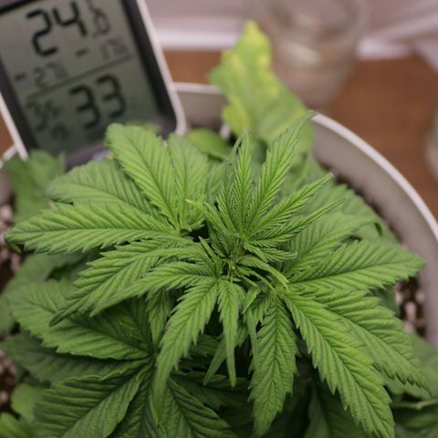 Lestrange #1 growlog timeline photo