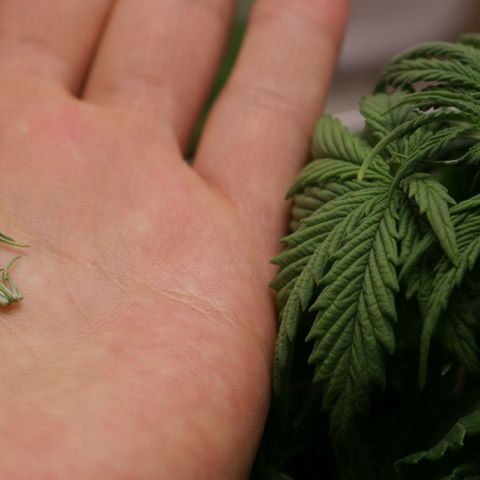 Lestrange #1 growlog photo: Hicimos poda Fim en el 6to nudo ya que la planta aún era pequeña y estábamos en la 3 ra semana de veg 🌱 