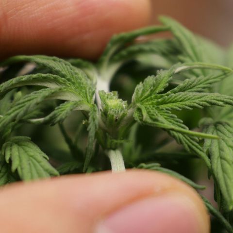 Lestrange #1 growlog photo: Hicimos poda Fim en el 6to nudo ya que la planta aún era pequeña y estábamos en la 3 ra semana de veg 🌱 