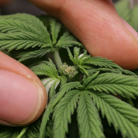 Lestrange #1 growlog photo: Se notan deficiencia de nitrógeno, 