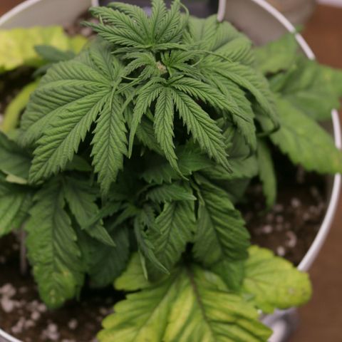 Lestrange #1 growlog photo: Se notan deficiencia de nitrógeno, 