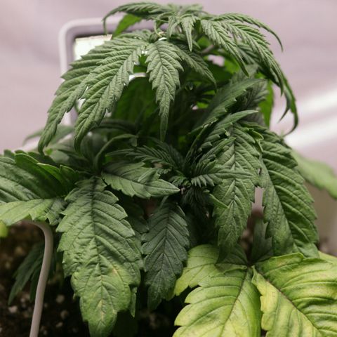 Lestrange #1 growlog photo: Se notan deficiencia de nitrógeno, 