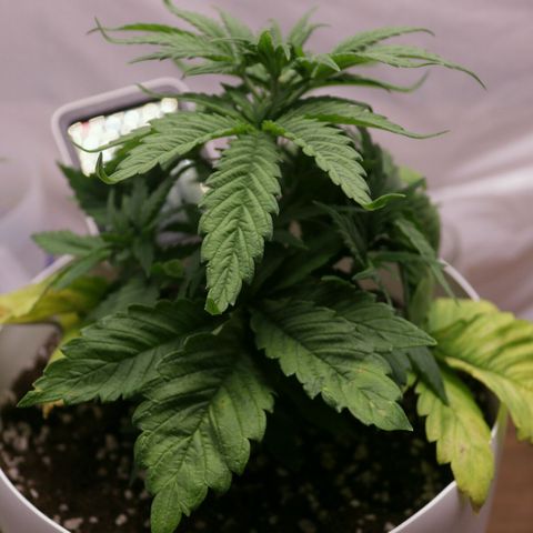 Lestrange #1 growlog photo: Movemos las hojas para que la luz pueda llegar a las ramas bajas