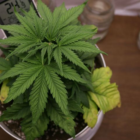 Lestrange #1 growlog photo: Movemos las hojas para que la luz pueda llegar a las ramas bajas