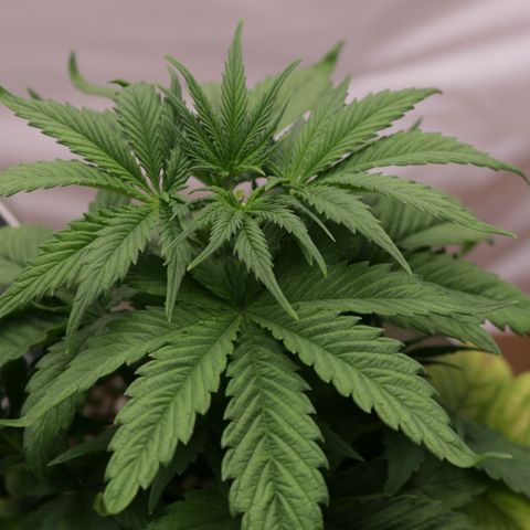 Lestrange #1 growlog photo: Necesitamos entrenar las hojas