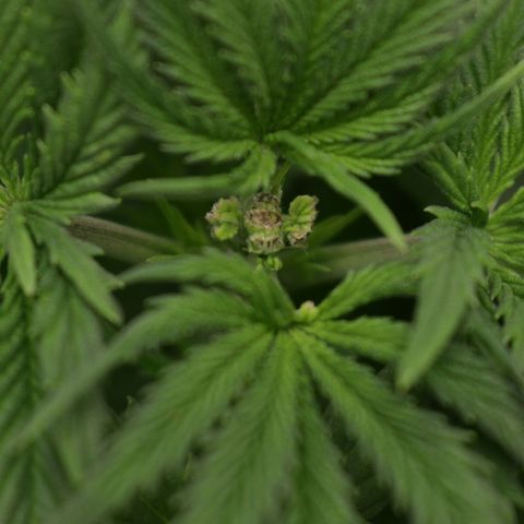 Lestrange #1 growlog photo: Necesitamos entrenar las hojas