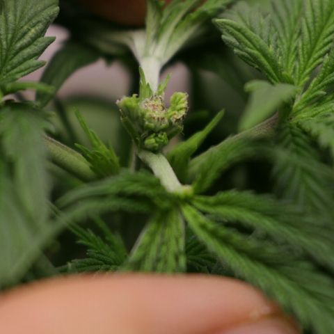 Lestrange #1 growlog photo: Necesitamos entrenar las hojas