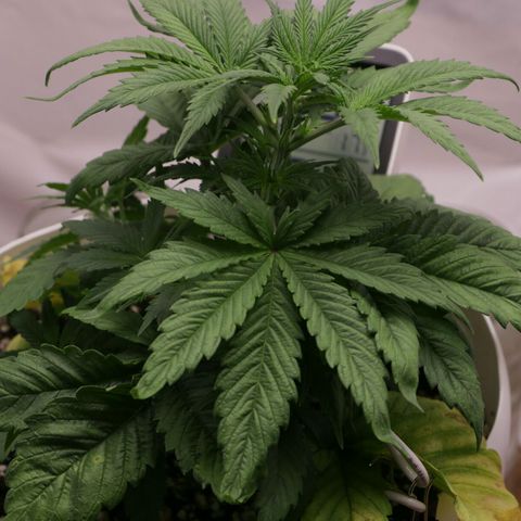 Lestrange #1 growlog photo: Lst en las hojas para más luz en la parte baja