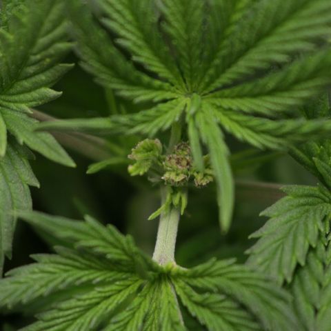 Lestrange #1 growlog photo: Lst en las hojas para más luz en la parte baja