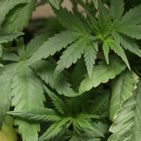 Lestrange #1 growlog photo: Lst en las hojas para más luz en la parte baja