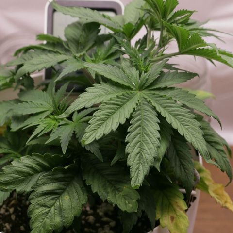 Lestrange #1 growlog photo: Aplicamos lst para que 3 ramas tengan mayor recepción de luz 