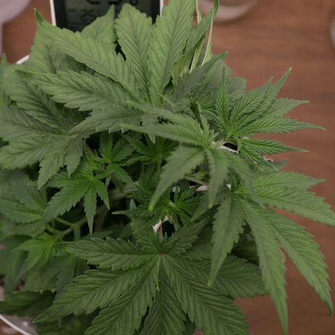 Lestrange #1 growlog photo: Aplicamos lst para que 3 ramas tengan mayor recepción de luz 