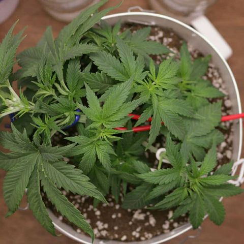 Lestrange #1 growlog photo: Hicimos lst y defoliacion no bajamos la luz, 