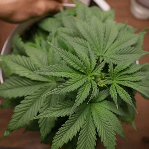 Lestrange #1 growlog photo: Hicimos lst y defoliacion no bajamos la luz, 