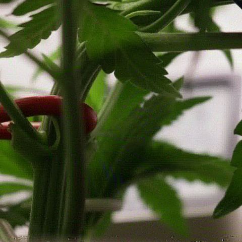 Lestrange #1 growlog timeline photo