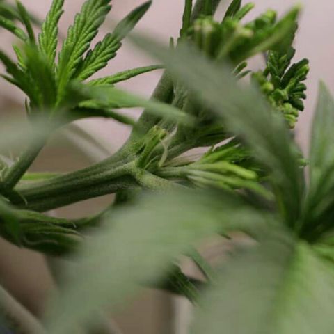Lestrange #1 growlog photo: Hace 3 días se ven los pistilos, pero están pequeños para fotografiarlos