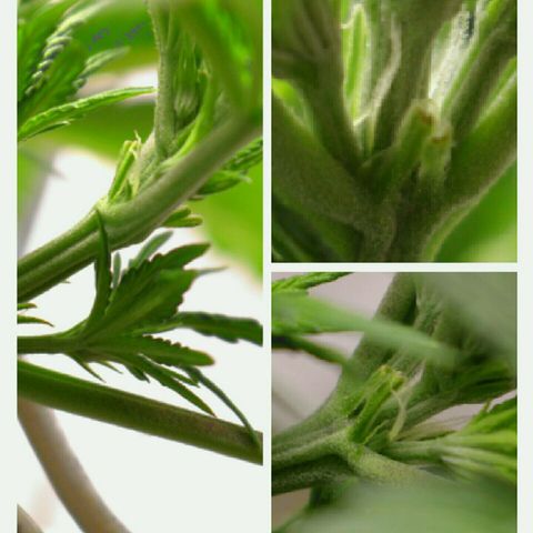 Lestrange #1 growlog photo: Hace 3 días se ven los pistilos, pero están pequeños para fotografiarlos