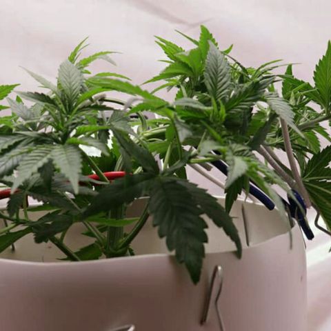 Lestrange #1 growlog photo: Nuevamente aplicamos más lst, bajamos más las ramas para dejar todas a la misma altura