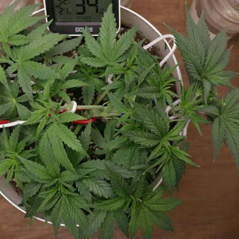 Lestrange #1 growlog photo: Nuevamente aplicamos más lst, bajamos más las ramas para dejar todas a la misma altura