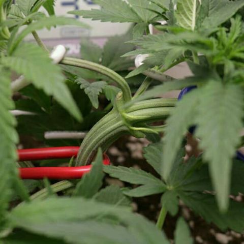 Lestrange #1 growlog photo: Nuevamente aplicamos más lst, bajamos más las ramas para dejar todas a la misma altura