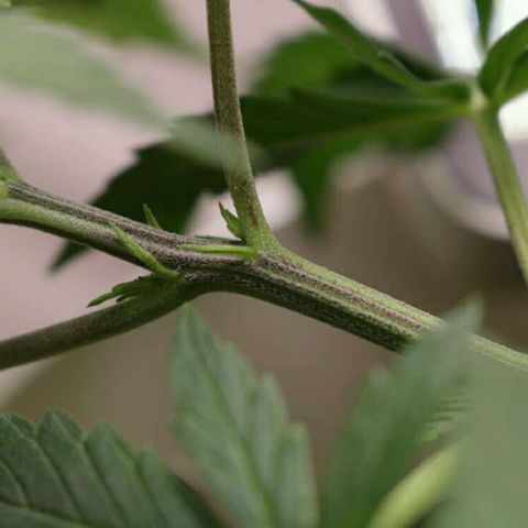 Lestrange #1 growlog photo: La etapa de veg - preflor comenzó hace 4 días cuando se nota la 14a presencia de pistilos