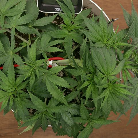 Lestrange #1 growlog photo: La etapa de veg - preflor comenzó hace 4 días cuando se nota la 14a presencia de pistilos