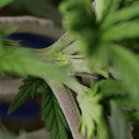 Lestrange #1 growlog photo: La etapa de veg - preflor comenzó hace 4 días cuando se nota la 14a presencia de pistilos