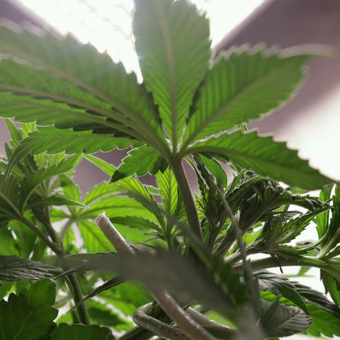 Lestrange #1 growlog photo: Anda bien con 24.5 c° 