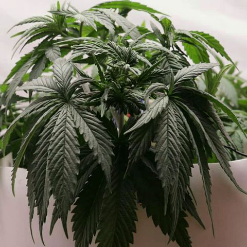 Lestrange #1 growlog photo: Se debió regar hoy, por eso las hojas se ven caídas
