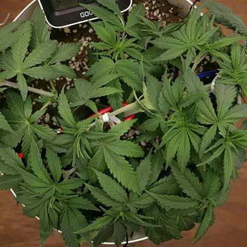Lestrange #1 growlog photo: Se debió regar hoy, por eso las hojas se ven caídas