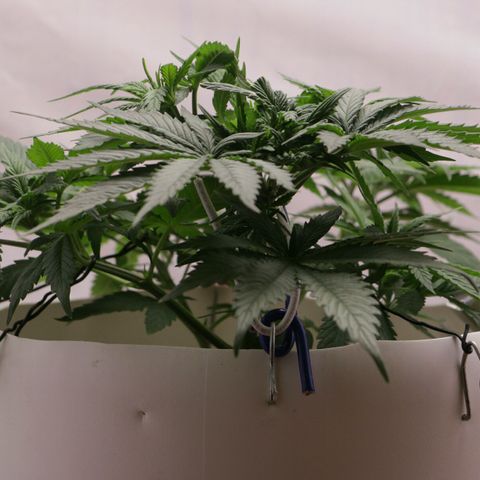 Lestrange #1 growlog photo: 26 c° en las hojas 