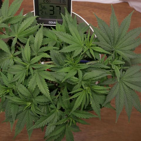 Lestrange #1 growlog photo: 26 c° en las hojas 