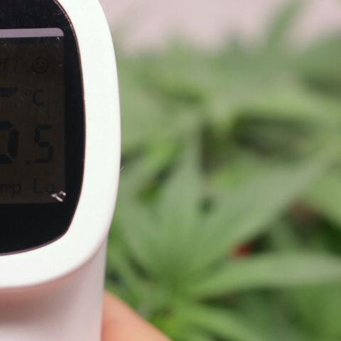 Lestrange #1 growlog photo: 26 c° en las hojas 