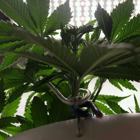 Lestrange #1 growlog photo: El sustrato aun se encuentra húmedo para realizar un nuevo riego