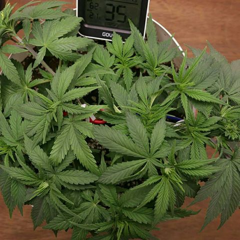 Lestrange #1 growlog photo: El sustrato aun se encuentra húmedo para realizar un nuevo riego