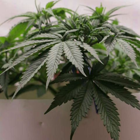 Lestrange #1 growlog photo: El sustrato aun se encuentra húmedo para realizar un nuevo riego
