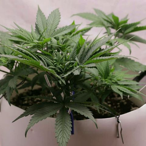 Lestrange #1 growlog photo: Lst y riego