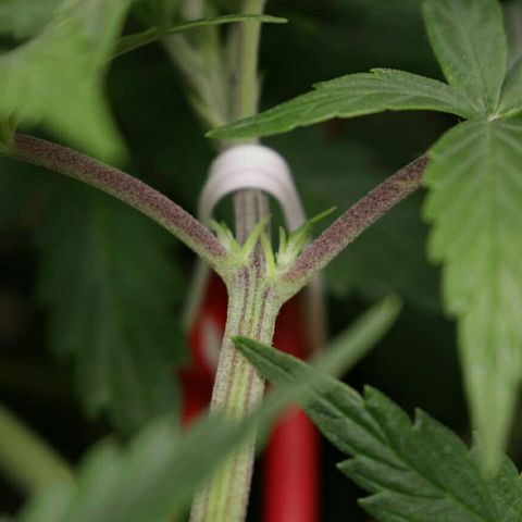 Lestrange #1 growlog photo: Lst y riego