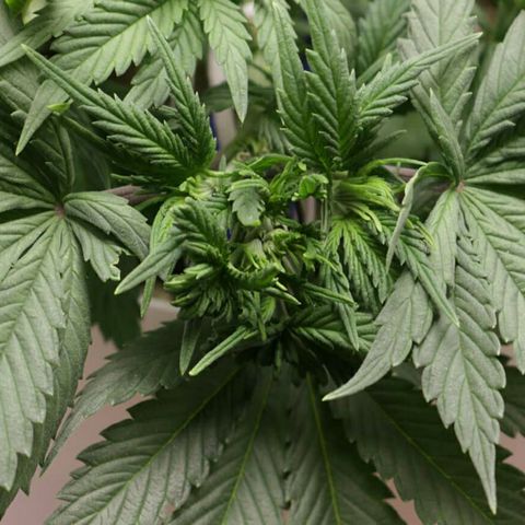 Lestrange #1 growlog photo: Lst y riego