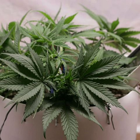 Lestrange #1 growlog photo: Lst y riego
