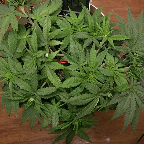 Lestrange #1 growlog photo: Lst y riego