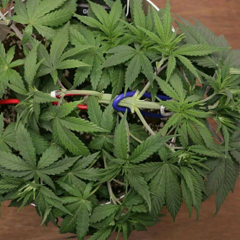 Lestrange #1 growlog timeline photo