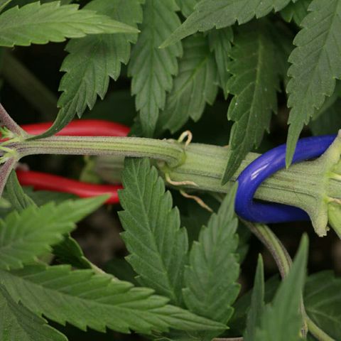 Lestrange #1 growlog timeline photo