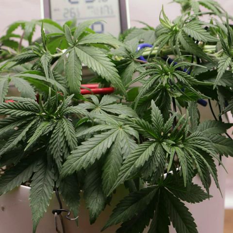 Lestrange #1 growlog photo: Defo y lst